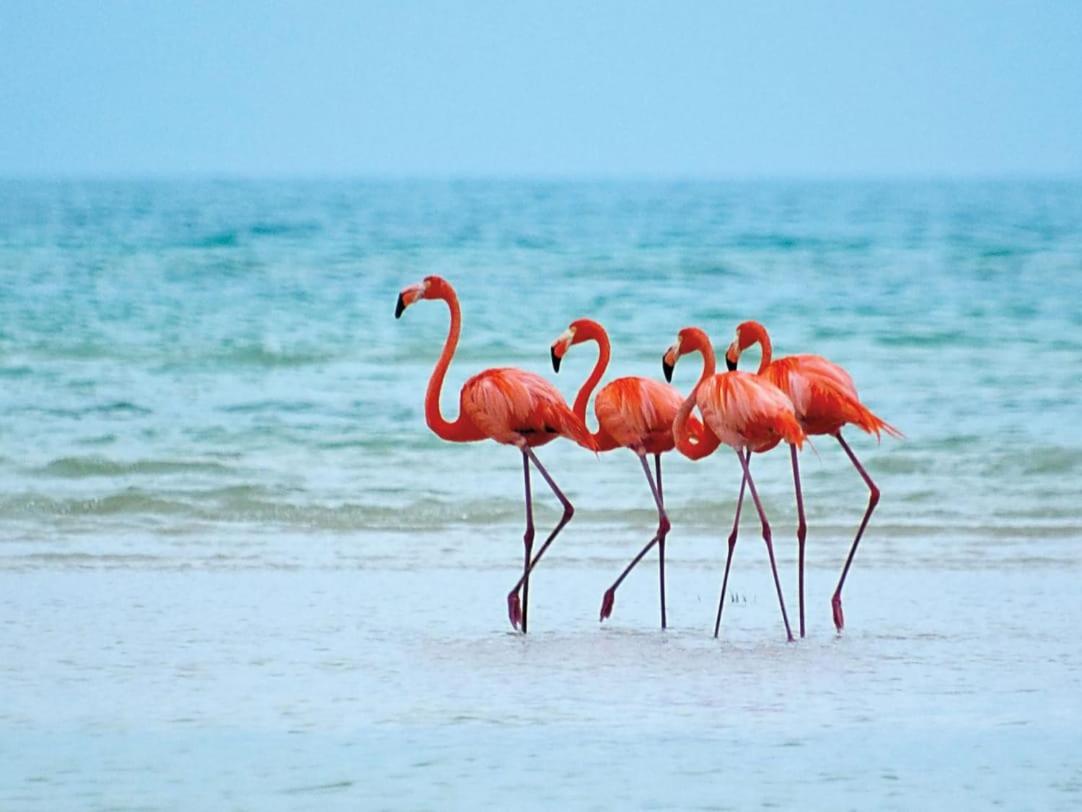 Mi Habitat Holbox-Maravilla Natural Zewnętrze zdjęcie